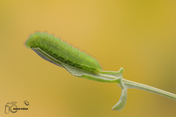 Kleiner Feuerfalter (Lycaena phlaeas)