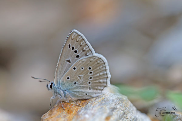 Zahnflügelbläuling (Polyommatus daphnis)