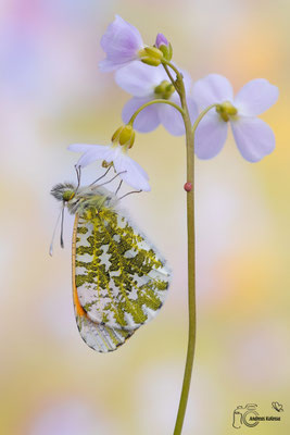 Aurorafalter (Anthocharis cardamines)