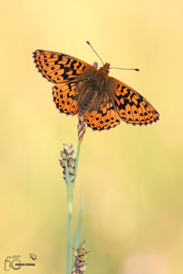 Hochmoor-Perlmuttfalter (Boloria aquilonaris)
