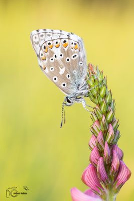 Himmelblauer Bläuling (Polyommatus bellargus)