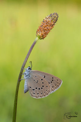 Heller Wiesenknopf Ameisenbläuling (Phengaris teleius)