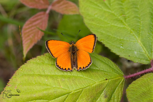 Dukatenfalter (Lycaena virgaureae)
