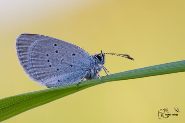 Zwergbläuling (Cupido minimus)