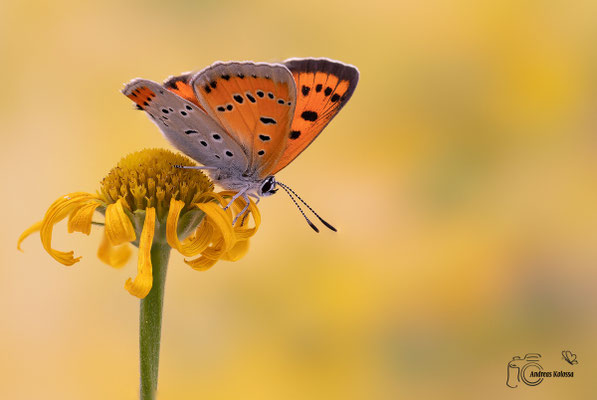 Großer Feuerfalter (Lycaena dispar)