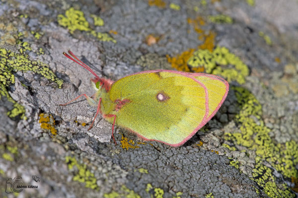 Alpen Gelbling (Colias phicomone)