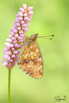  Mädesüss Perlmuttfalter (Brenthis ino) 