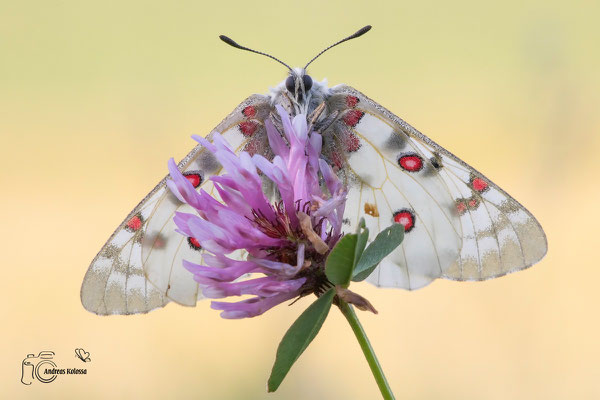 Hochgebirgs-Apollo (Parnassius phoebus)