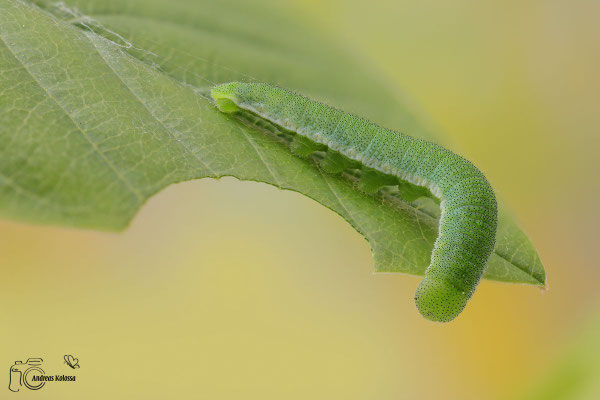 Raupe