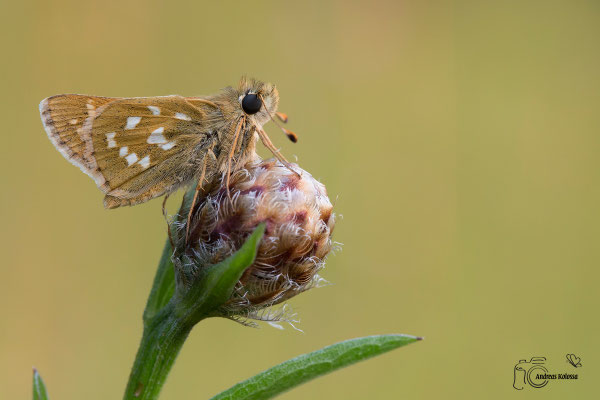 Ei Kommafalter (Hesperia comma)