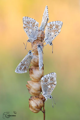 Sibergrüner Bläuling (Lysandra coridon