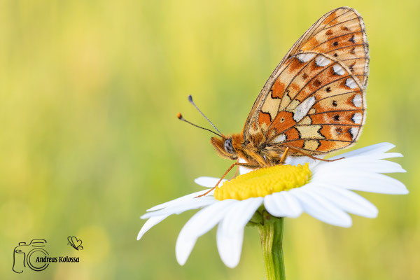 Veilchen Perlmuttfalter (Boloria euphrosyne)