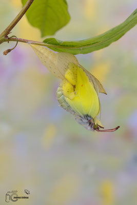 Zitronenfalter (Gonepteryx rhamni)