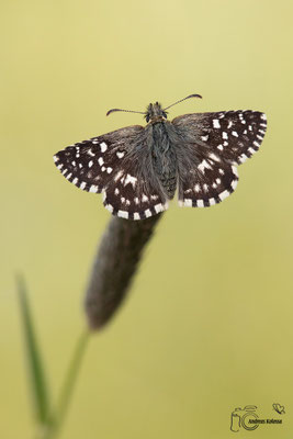 Kleiner Würfel Dickkopffalter  (Pyrgus malvae)