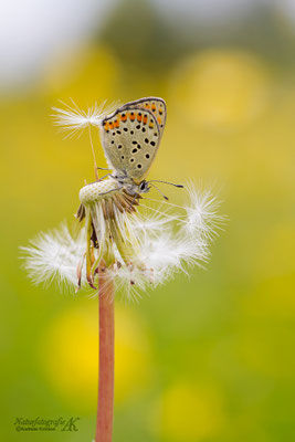 Brauner Feuerfalter (Lycaena tityrus)