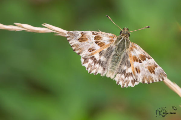Ziest Dickkopffalter (Carcharodus lavatherae)