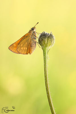 Rostfarbiger Dickkopffalter (Ochlodes sylvanus)