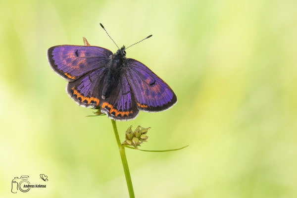 Blauschillernder Feuerfalter  (Lycaena helle)