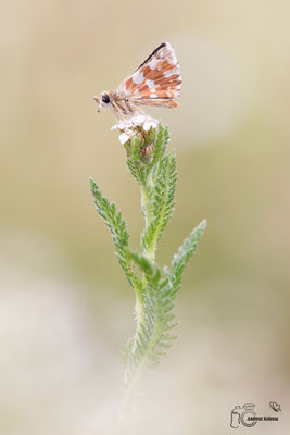 Roter Würfel Dickkopffalter (Spialia sertorius)