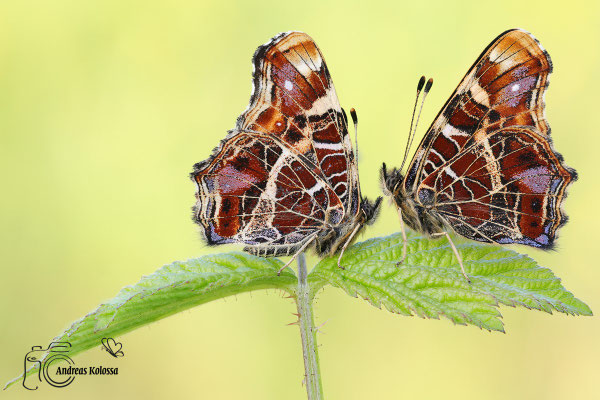 Landkärtchen (Araschnia levana)