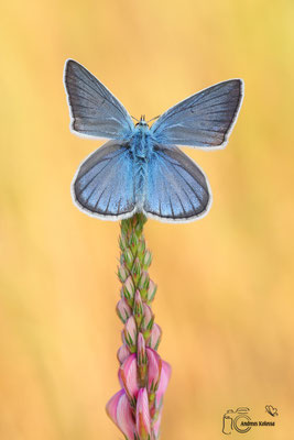 Streifen-Bläuling (Polyommatus damon)