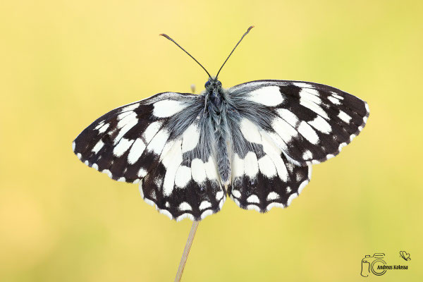 Damenbrett (Melanargia galathea)
