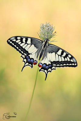 Schwalbenschwanz (Papilio machaon)