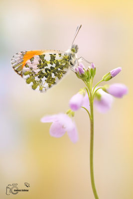 Aurorafalter (Anthocharis cardamines)
