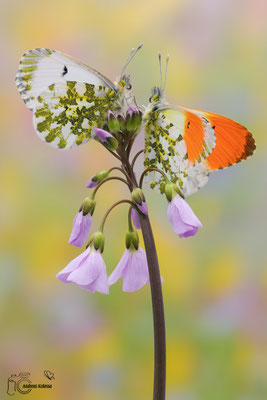 Aurorafalter (Anthocharis cardamines)
