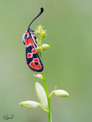 Bergkronwicken-Widderchen (Zygaena fausta)