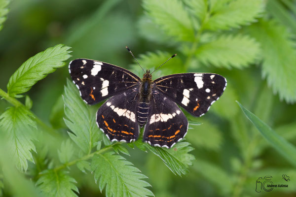 Landkärtchen (Araschnia levana)