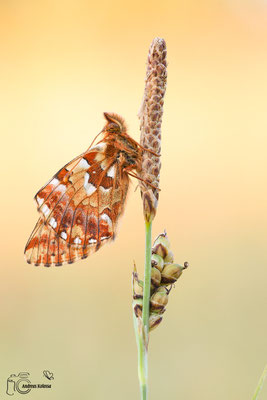  Hochmoor-Perlmuttfalter (Boloria aquilonaris)