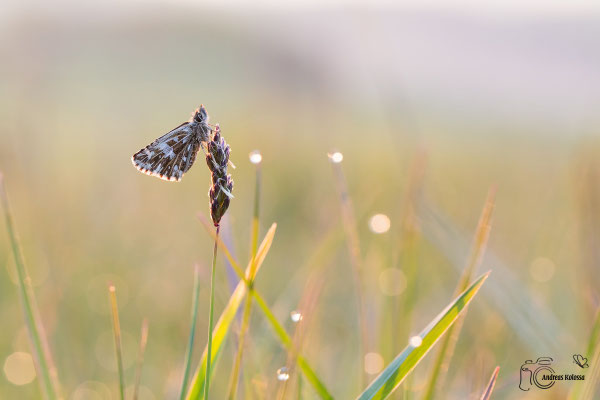 Kleiner Würfel Dickkopffalter  (Pyrgus malvae)