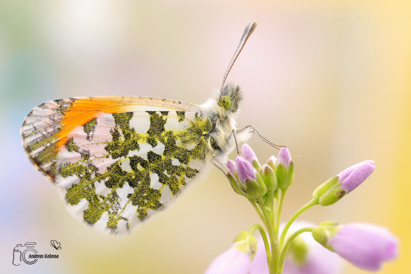 Aurorafalter (Anthocharis cardamines)