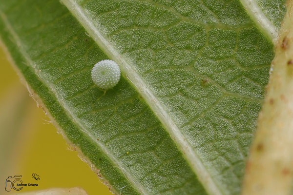 Faulbaum-Bläuling (Celastrina argiolus) 