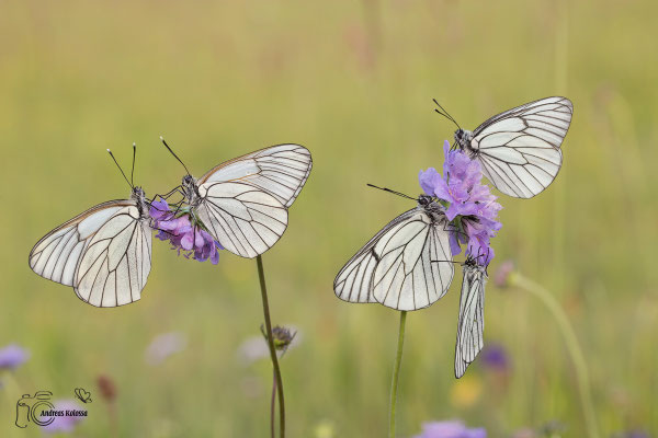 Baumweißling (Aporia crataegi)