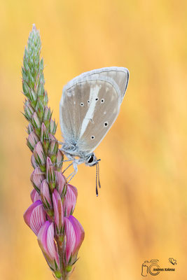 Streifen-Bläuling (Polyommatus damon)