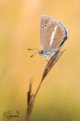 Streifen-Bläuling (Polyommatus damon)