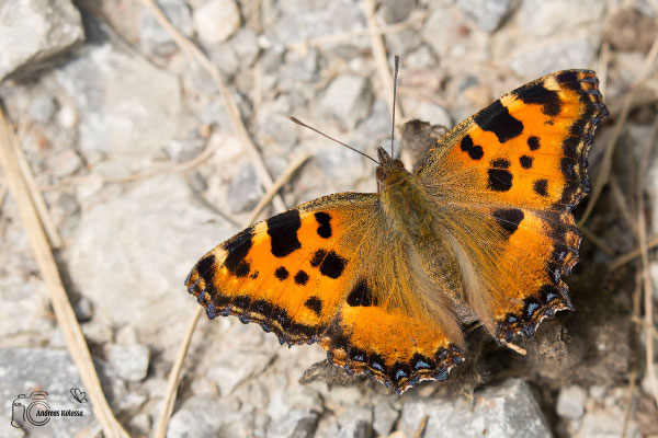 Großer Fuchs  (Nymphalis polychloros)