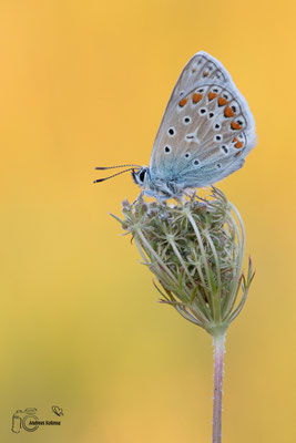 Hauhechel-Bläuling (Polyommatus icarus)