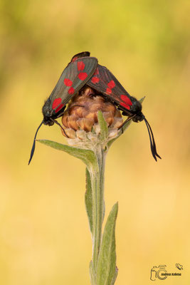 Sechsfleck-Widderchen (Zygaena filipendulae)