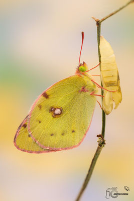 Hufeisenklee-Gelbling (Colias alfacariensis)