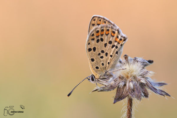 Brauner Feuerfalter (Lycaena tityrus)  