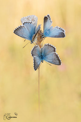 Silbergrüner-Bläuling (Polyommatus coridon)