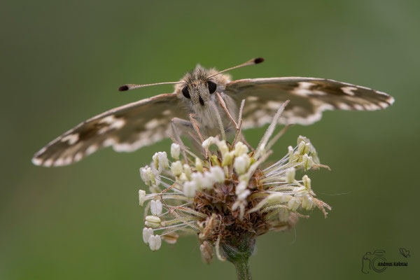 Ziest Dickkopffalter (Carcharodus lavatherae)