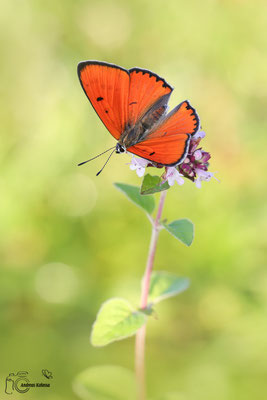 Großer Feuerfalter (Lycaena dispar)