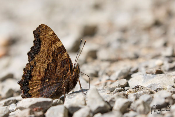 Großer Fuchs  (Nymphalis polychloros)
