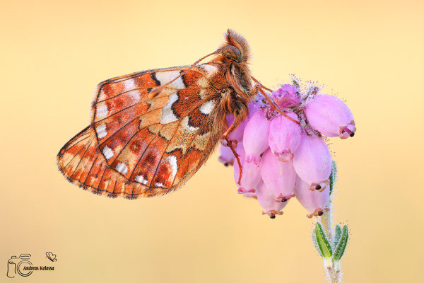  Hochmoor-Perlmuttfalter (Boloria aquilonaris)