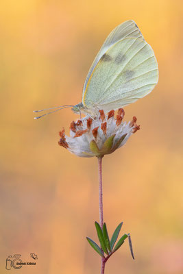 Großer Kohlweißling (Pieris brassicae)