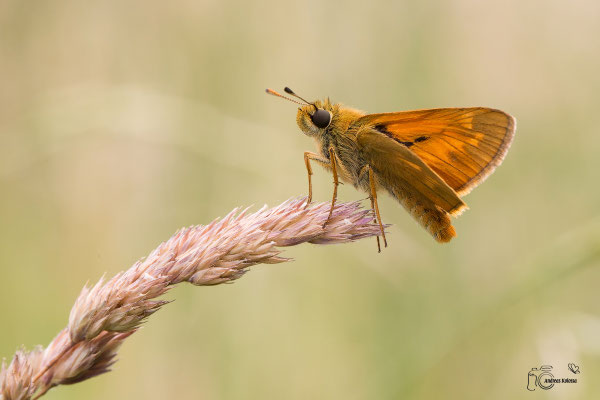 Rostfarbiger Dickkopffalter (Ochlodes sylvanus)